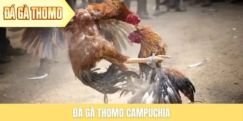 da-ga-thomo-campuchia