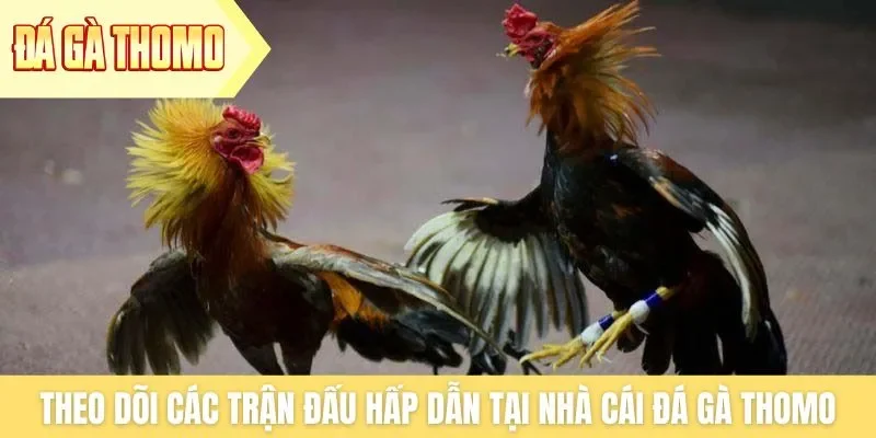 Theo dõi các trận đấu hấp dẫn tại nhà cái Đá Gà Thomo