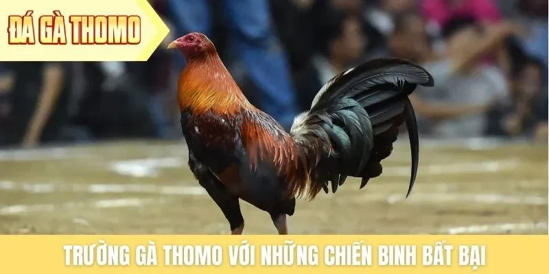 Sàn đấu chuyên nghiệp giúp chiến kê thể hiện sức mạnh