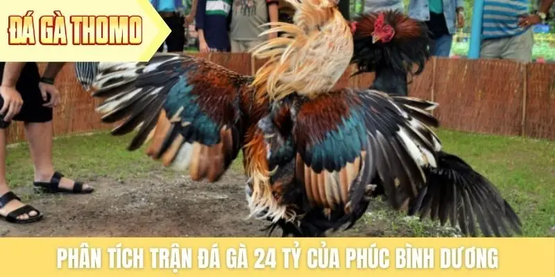 Phân tích trận đá gà 24 tỷ của Phúc Bình Dương